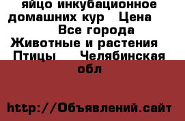 яйцо инкубационное домашних кур › Цена ­ 25 - Все города Животные и растения » Птицы   . Челябинская обл.